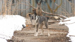 В Железнодорожном собаки нападают на жителей