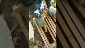 Достаю пчёл из дупла