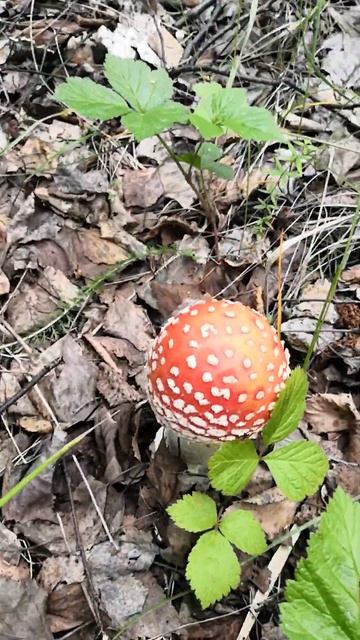 Красавец мухомор смотреть онлайн