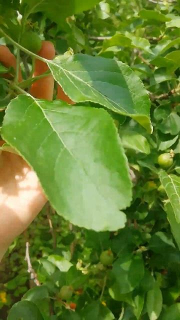 Не забудьте сделать это на яблонях и грушах #яблоня #груша смотреть онлайн