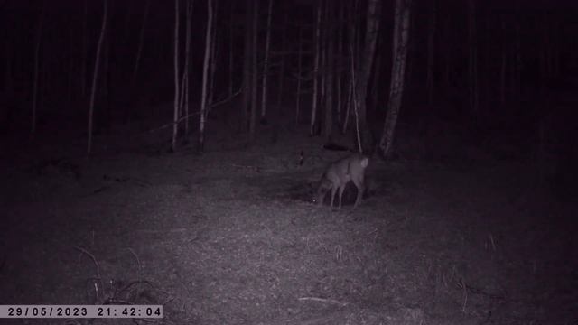 ОГРОМНЫЙ САМЕЦ ПРИШЕЛ НА СОЛОНЕЦ смотреть онлайн