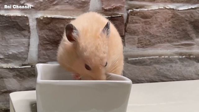脱走未遂シーンおまけとハムスターの可愛い食事シーン【ゴールデンハムスター】キンクマハムスター