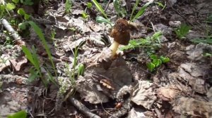 Удивительная находка в лесу.