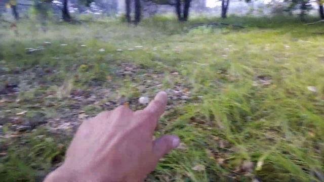 Выезд на рыбалку закончился тихой охотой. смотреть онлайн