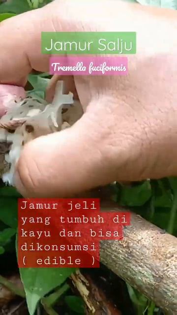 Petik Jamur Salju #shorts #berburujamur смотреть онлайн