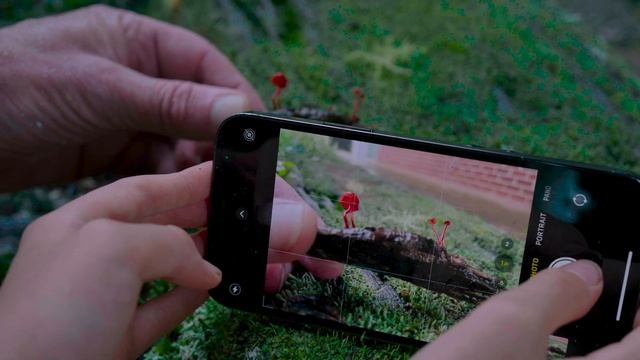 THE GREAT AUSSIE FUNGIQUEST - THE ADVENTURE HAS BEGUN смотреть онлайн