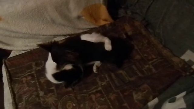 Приходи Козел, Кобыла, всех ВАС вымою - без мыла! смотреть онлайн