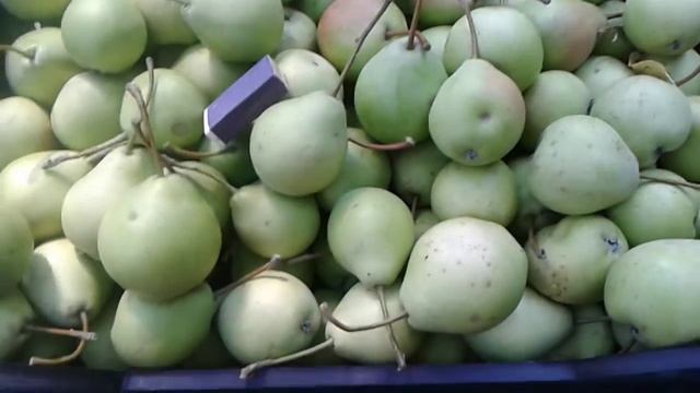 Сбор урожая летней груши смотреть онлайн