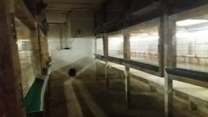 Клетки для бройлеров