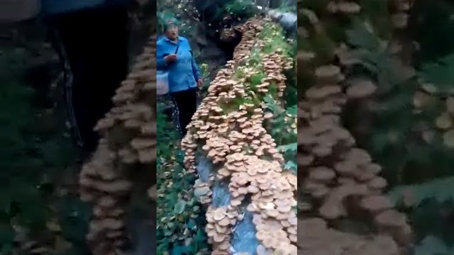 Это же надо сколько грибов смотреть онлайн