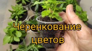 Черенкование цветов зимой, в начале весны.