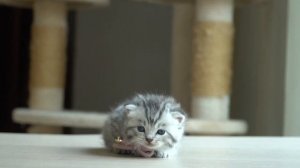 Милые котята заставляют улыбаться - милый котенок и смешные котята 😍🐈