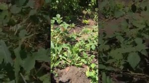 О муравьях и их яйцах