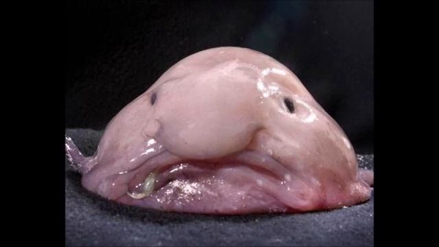 Anal Orgasm A Dim Suburb Beat Prod. by Ch3f