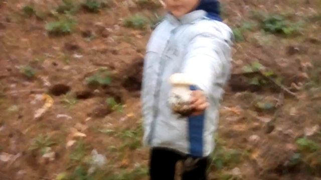 Найти грибы смотреть онлайн