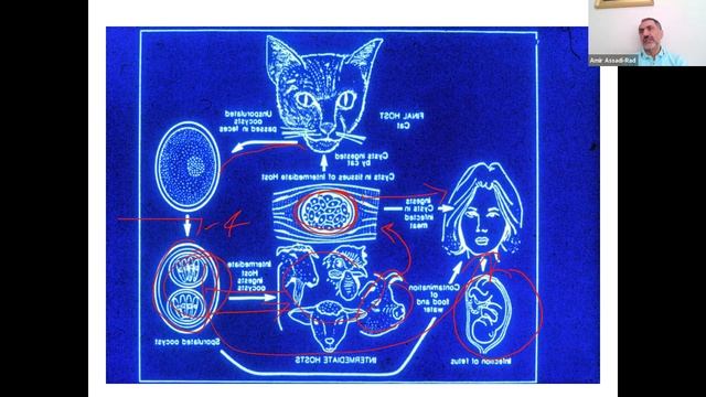 Amir Bio 2 Toxoplasma смотреть онлайн