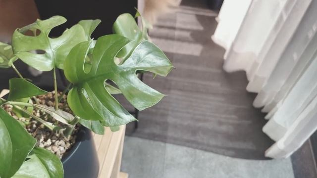 마음 따뜻한 하루 | 씨앗호떡, 온천계란, 김치우동, 모둠튀김 A warm day | Seed Hotteok, Kimchi Udon смотреть онлайн