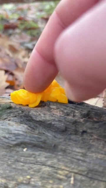 Дрожалка оранжевая🫠 Tremella mesenterica. Helvella.Тремелла пленчатая. Драгля.