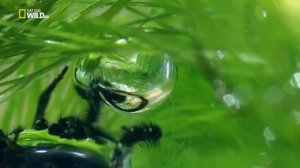 Интересные факты о пауках! На что способны самые пугающие членистоногие в мире?