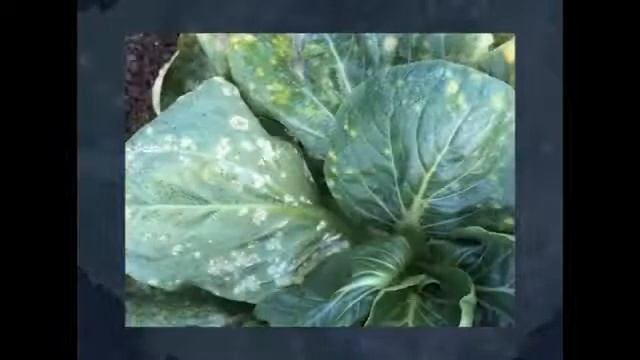 DOHC&TM DISEASES OF CRUCIFERS AND IT S MANAGEMENT смотреть онлайн