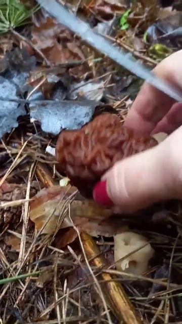 ❗КАК ВЫГЛЯДИТ ЯДОВИТЫЙ СТРОЧОК ОБЫКНОВЕННЫЙ ❓ ПОКАЗЫВАЮ❗ #shorts #nature #грибы #funny смотреть онлайн