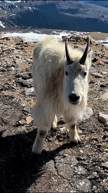 Mountain Goat On Mt. Evans Colorado #mountaingoat #mountaingoats #rockymountains #wildanimals