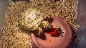Можно ли сухопутную среднеазиатскую черепаху держать в квартире?!