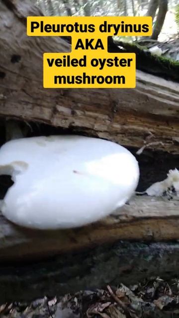 #oystermushroom #mushroomhunting #nature #inthewoods #foraging #food #white #misterjeff