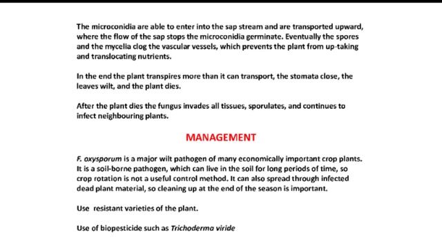 Fusarium wilt смотреть онлайн
