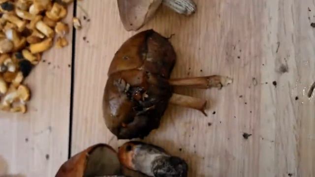 Грибы часть 2 смотреть онлайн