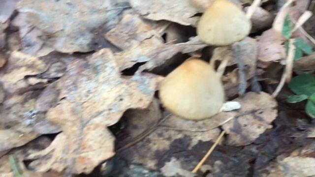 В новый год с новыми ГРИБАМИ! Трускавец. 03.01.2020. смотреть онлайн