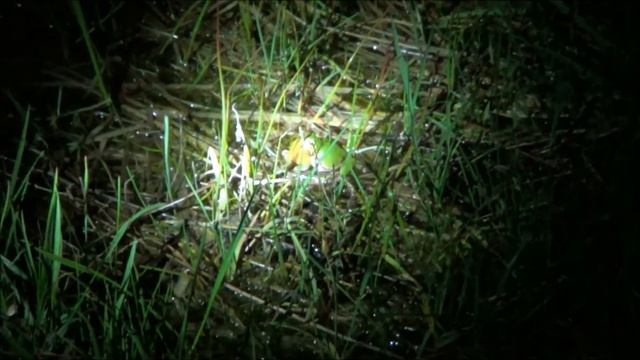 Noc biologije iz Herpetoloskog kutka 2013