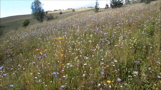 Выезд в лес за грибами смотреть онлайн
