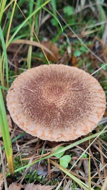 Рядовка бородатая .Tricholoma vaccinum .