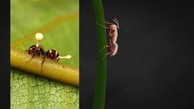 GRZYB przejmujący Kontrolę - Czy Kordyceps jest groźny dla Ludzi?
