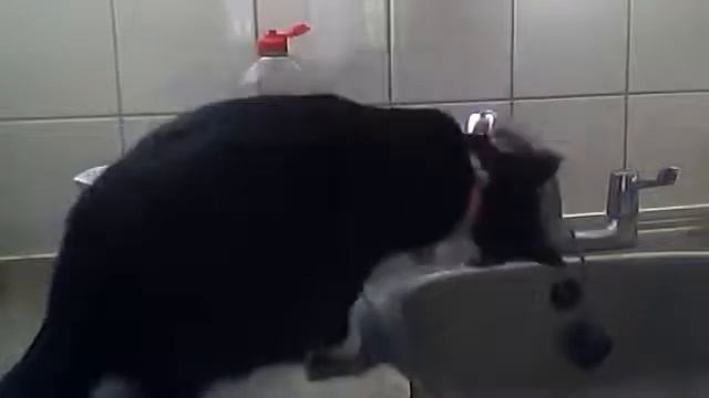 После обеда, кошка любит мыть лапки в воде смотреть онлайн