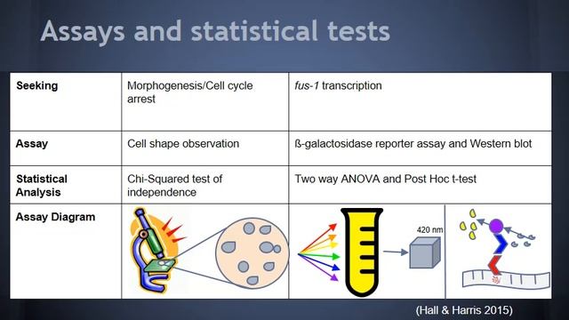 S cerevisiae final presentation- Cows go shmoo смотреть онлайн