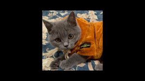 [FREE] "Пешком до римской" | бит в стиле Паша Техник х Kunteynir