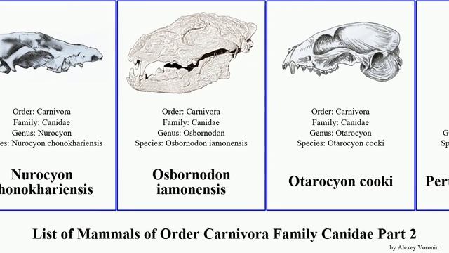 List of Mammals of Order Carnivora Family Canidae Part 2 fox wolf dhole fennec dog raccoon jackal