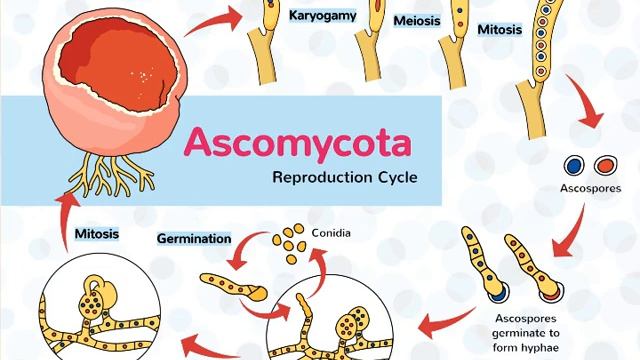Aspergillus : Genus of fungi смотреть онлайн