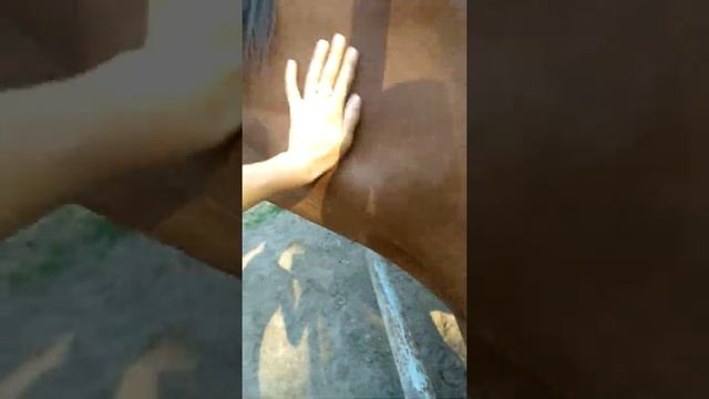 Лошадь на Трухановом острове  🐎🐎🐎 12 сентября