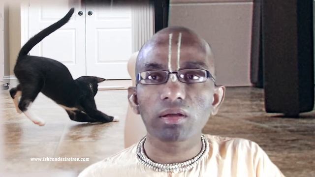 Do animals have mind - how do they control it? смотреть онлайн