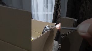 Стриж, кормление мраморными тараканами