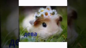 какой ты хомяк по знаку зодиака