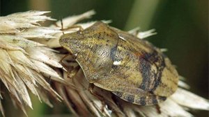 Биология 5 кл. (2023г.) аудио Параграф 24 "Искусственные сообщества"