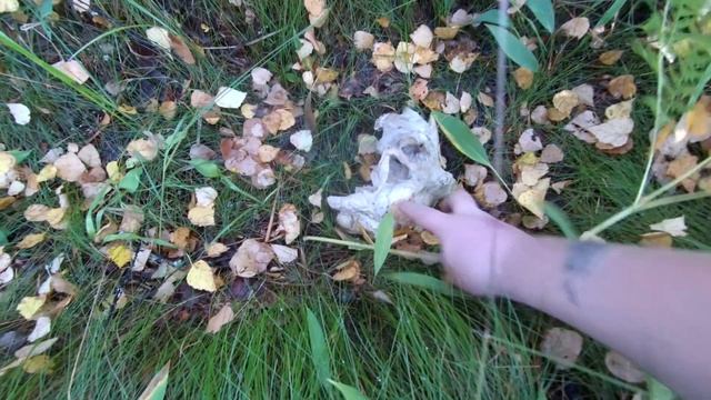 Находка в лесу... смотреть онлайн