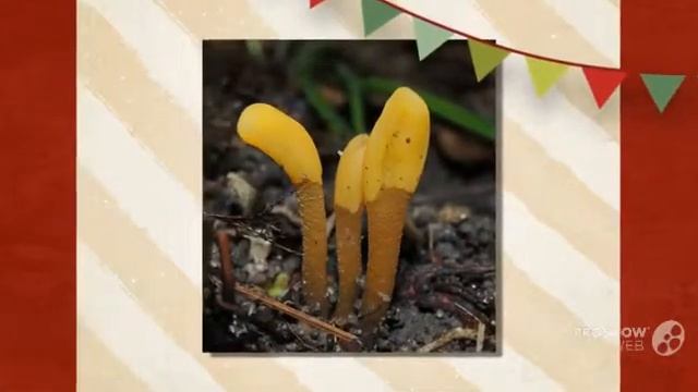 Mitrula paludosa - fungi kingdom смотреть онлайн