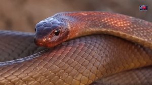 ЗАСТЕНЧИВЫЙ УБИЙЦА - ТАЙПАН МАККОЯ