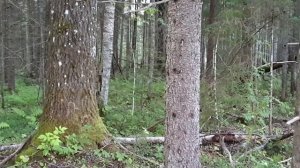 21.09.2023год."И снова подосиновики!"