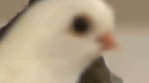 Статные голуби - Казанские трясуны Александра